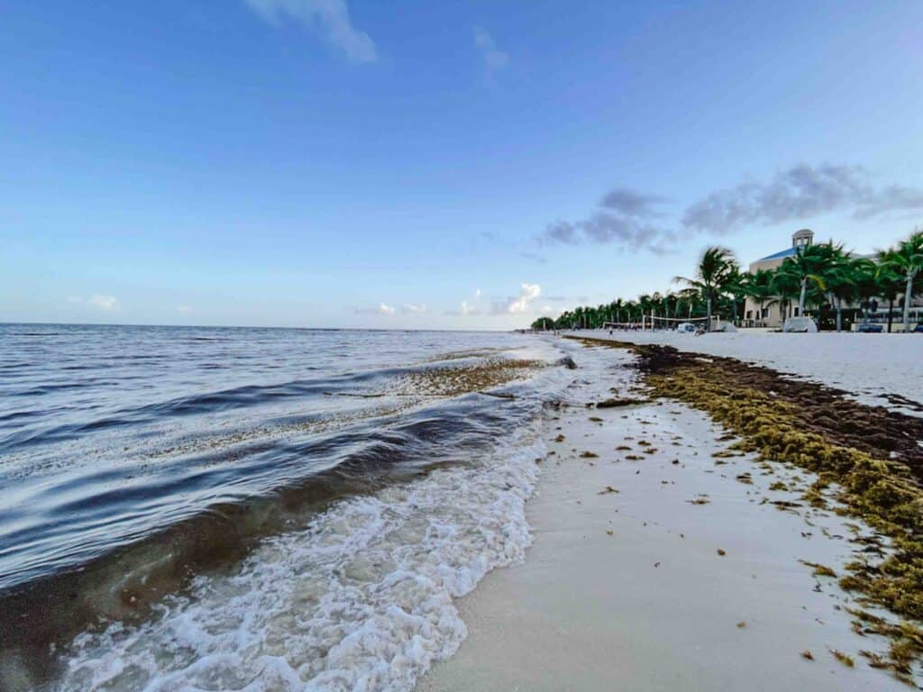 Seaweed season in July in Playa del Carmen near Cancun with piles of sargassum on the beach and floating in the water